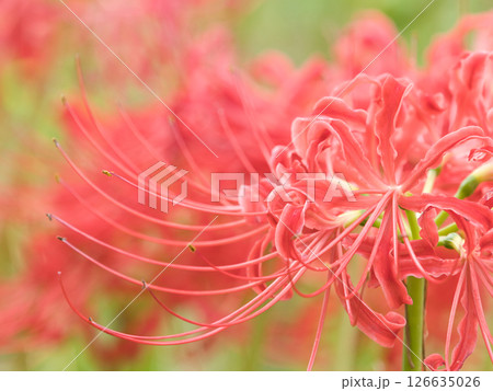 赤い彼岸花 126635026
