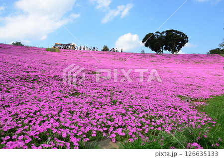 ピンク色に染まる丘 ピンク色に染まる丘 126635133