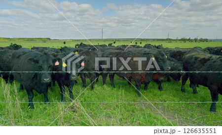 A beautiful herd of Black Cattle grazing peacefully in a lush Green Pasture under a clear sky A beautiful herd of Black Cattle grazing peacefully in a lush Green Pasture under a clear sky 126635551