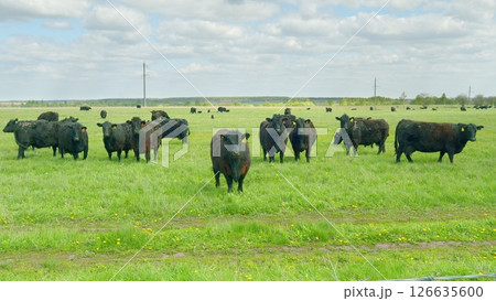 A herd of magnificent Black Cattle is peacefully grazing in a lush green pasture field 126635600
