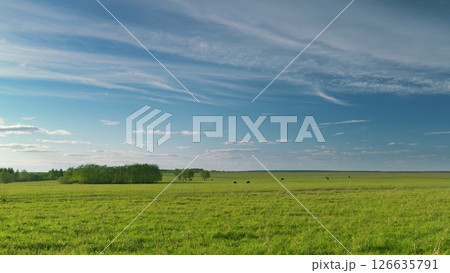 Expansive Vast Green Fields Spread Out Under a Bright Blue Sky Decorated with Fluffy Clouds Time lapse. 126635791