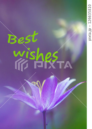 Purple flower in soft focus on blurred background, best wishes card 126635810