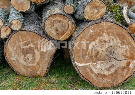 Pile of cut firewood logs and chopped tree trunks, seasoning heating fuel. High quality photo Pile of cut firewood logs and chopped tree trunks, seasoning heating fuel. High quality photo 126635811
