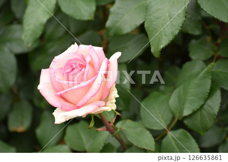 華やかなピンクの春のバラ 華やかなピンクの春のバラ 126635861