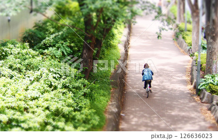 新緑の季節の街路樹の木漏れ日 126636023