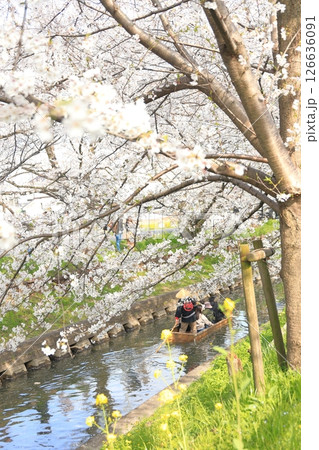 埼玉県川越市　新河岸川沿いの誉桜 126636091