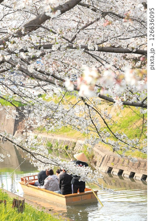 埼玉県川越市　新河岸川沿いの誉桜 126636095