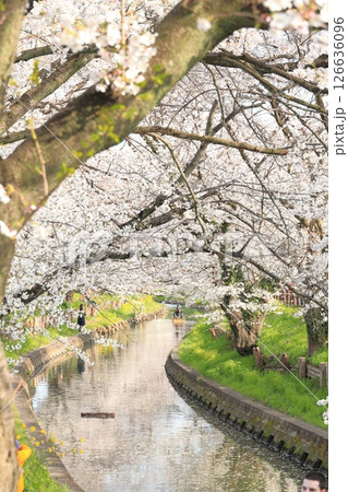 埼玉県川越市　新河岸川沿いの誉桜 126636096