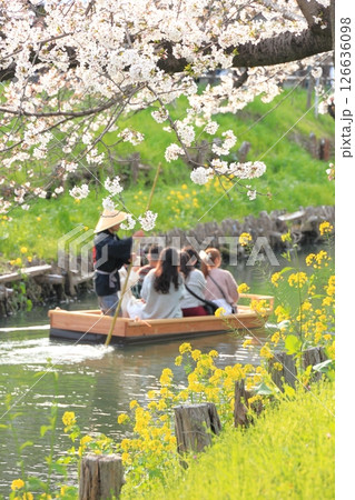 埼玉県川越市 新河岸川沿いの誉桜 埼玉県川越市 新河岸川沿いの誉桜 126636098