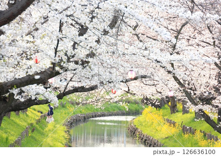 埼玉県川越市 新河岸川沿いの誉桜 埼玉県川越市 新河岸川沿いの誉桜 126636100