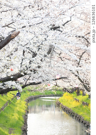 埼玉県川越市 新河岸川沿いの誉桜 埼玉県川越市 新河岸川沿いの誉桜 126636101