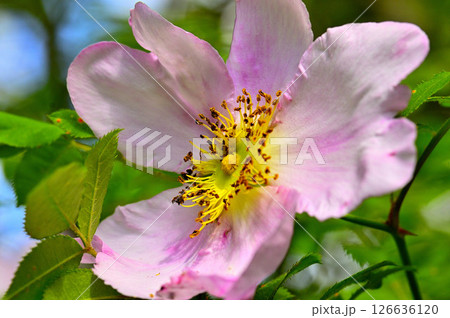 丹沢の火燃峰　サンショウバラの大輪の花 126636120