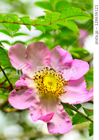 丹沢の火燃峰　サンショウバラの大輪の花 126636121