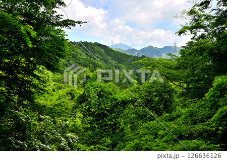 丹沢の火燃峰より 緑の山地と御正体山 丹沢の火燃峰より 緑の山地と御正体山 126636126