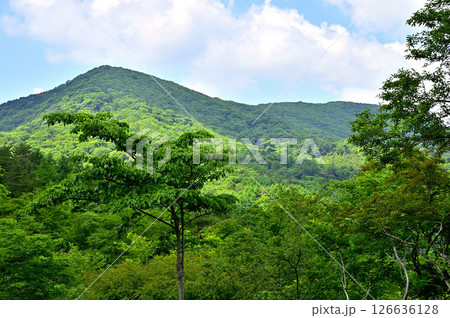 丹沢山地の高指山より 夏の大岩と鉄砲木ノ頭(明神山)を眺める 丹沢山地の高指山より 夏の大岩と鉄砲木ノ頭(明神山)を眺める 126636128