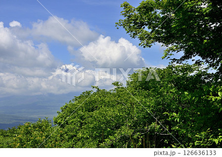 丹沢山地の高指山より 雲間の富士山 丹沢山地の高指山より 雲間の富士山 126636133