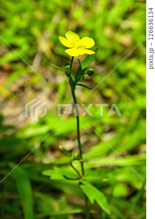 丹沢山地の高指山 ウマノアシガタ 丹沢山地の高指山 ウマノアシガタ 126636134