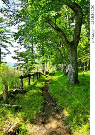 夏の丹沢山地 高指山の道 東海自然歩道 夏の丹沢山地 高指山の道 東海自然歩道 126636150