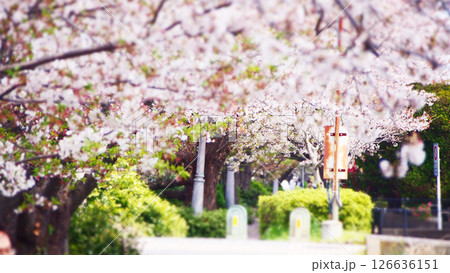 散りはじめの桜並木 126636151
