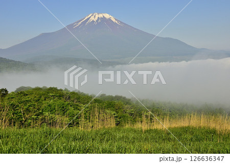 丹沢の鉄砲木ノ頭(明神山)より 晴れ行く朝霧に浮かぶ夏富士 丹沢の鉄砲木ノ頭(明神山)より 晴れ行く朝霧に浮かぶ夏富士 126636347