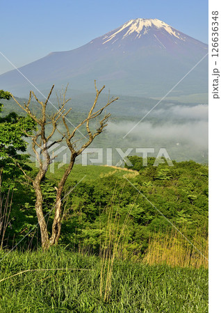 丹沢の鉄砲木ノ頭（明神山）より　晴れ行く朝霧に浮かぶ夏富士 126636348