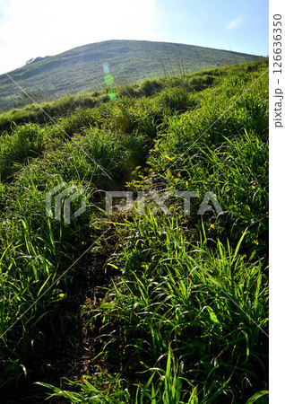 丹沢の鉄砲木ノ頭（明神山）　夏草生い茂る山道を登って山頂へ 126636350
