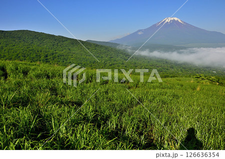 丹沢の鉄砲木ノ頭(明神山)より 夏草生い茂る山地より望む富士山 丹沢の鉄砲木ノ頭(明神山)より 夏草生い茂る山地より望む富士山 126636354