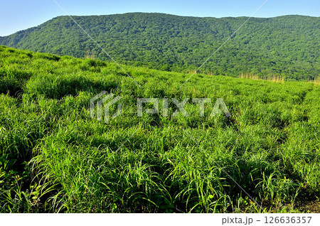 丹沢の鉄砲木ノ頭（明神山）より　夏草生い茂る山地より望む三国山 126636357