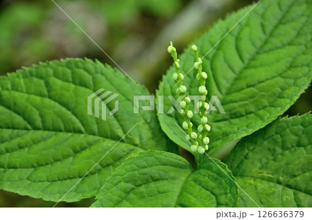 丹沢の鉄砲木ノ頭（明神山）　フタリシズカ 126636379