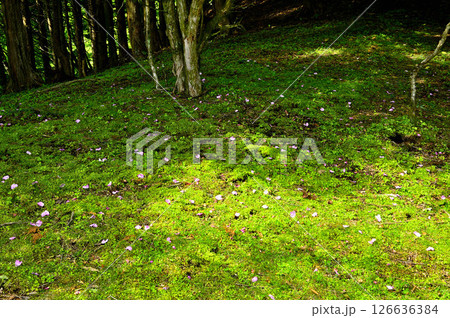 丹沢の火燃峰　花びら舞い散るサンショウバラ 126636384