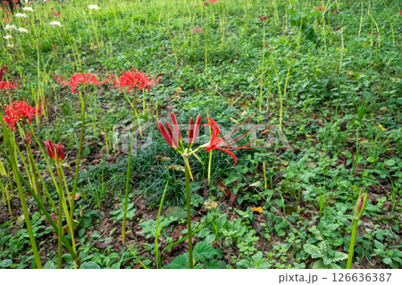赤い彼岸花 126636387