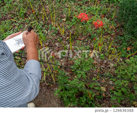 赤い彼岸花をサインペンでスケッチする 126636388
