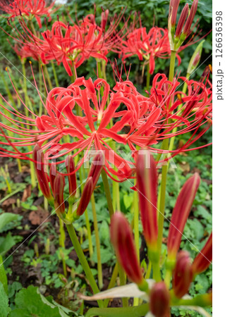 赤い彼岸花 126636398