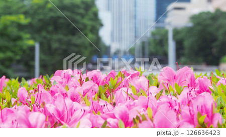 オフィス街を彩る満開のツツジ 126636423