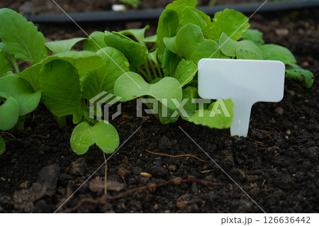 white empty sign next to the seedlings of plants on black soil side view white empty sign next to the seedlings of plants on black soil side view 126636442