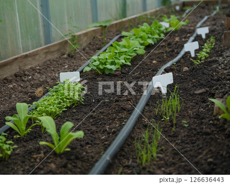 white empty sign next to the seedlings of plants on black soil side view white empty sign next to the seedlings of plants on black soil side view 126636443