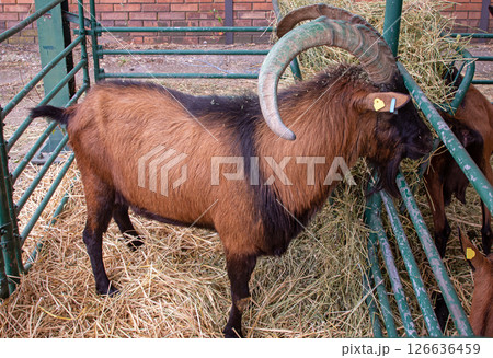 Brown capricorn in agricultural farm 126636459