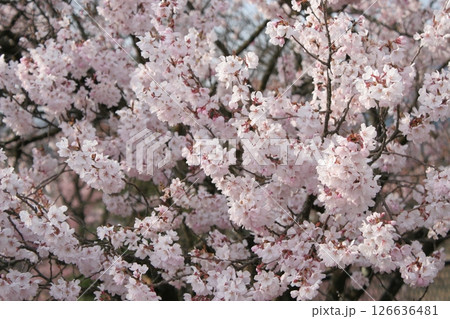 桜 126636481