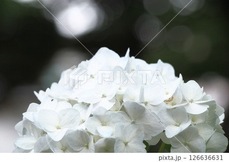 白い紫陽花 126636631
