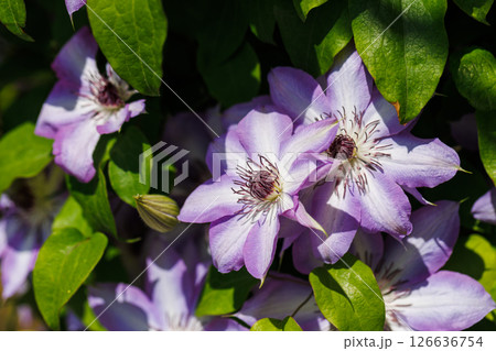クレマチスの花 126636754