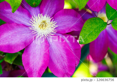 クレマチスの花 126636756