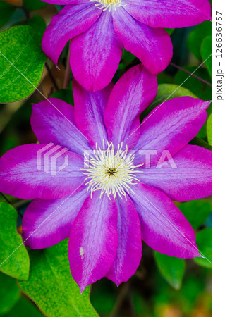 クレマチスの花 126636757