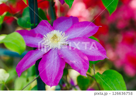 クレマチスの花 126636758