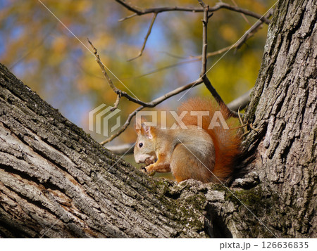 Close-up squirrel sits on a tree branch and eats a nut in the park in autumn 126636835