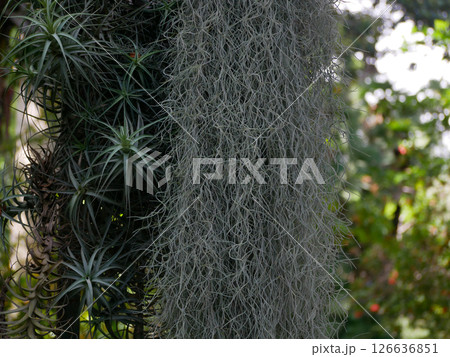 A huge Tillandsia usneoides hanging Epiphytic Spanish moss in a botanical garden in Puerto de la Cruz, Tenerife. Gardening concept. Pattern for design wallpaper, poster, banner, card or cover 126636851
