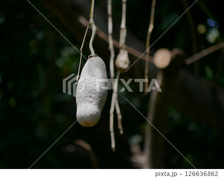 Fruits of Kigelia africana sausage tree hanging on a tree in sunlight in botanical garden Tenerife Fruits of Kigelia africana sausage tree hanging on a tree in sunlight in botanical garden Tenerife 126636862