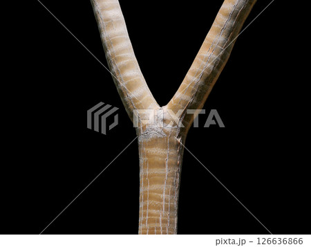 Forked tree trunk isolated on black background. Y-form, Y shape, slingshot tree brunch Forked tree trunk isolated on black background. Y-form, Y shape, slingshot tree brunch 126636866