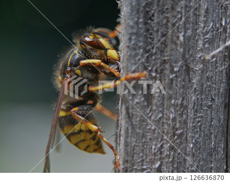 Macro photo of a bee seating on a wood 126636870