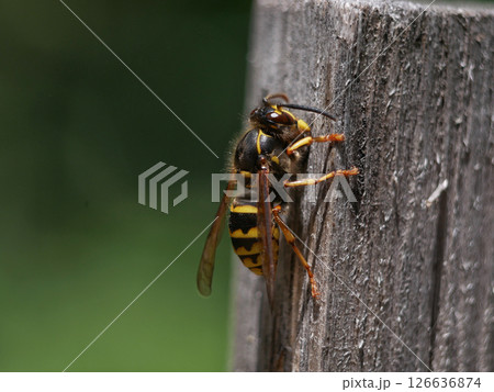 Macro photo of a bee seating on a wood 126636874