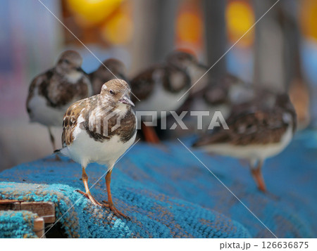A group of small birds Turnstone on the beach on a sunny day A group of small birds Turnstone on the beach on a sunny day 126636875